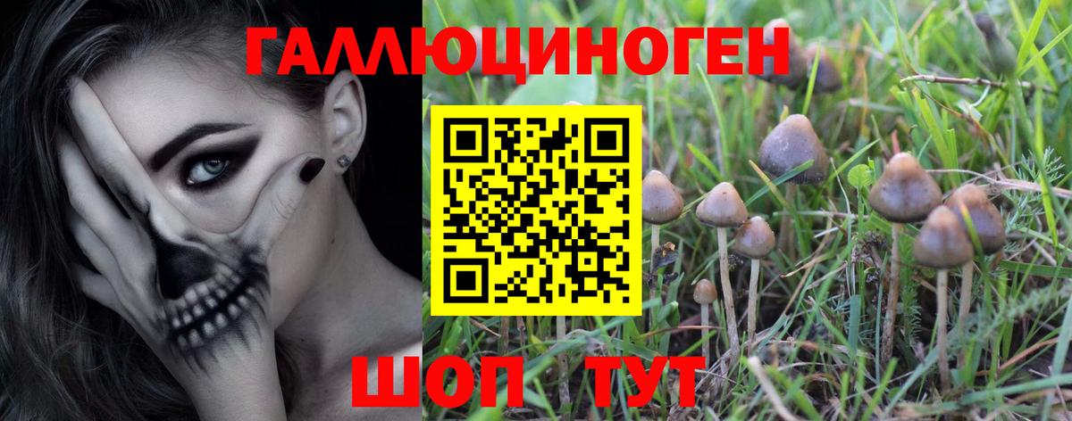 Галлюциногенные грибы Psilocybe Петропавловск-Камчатский